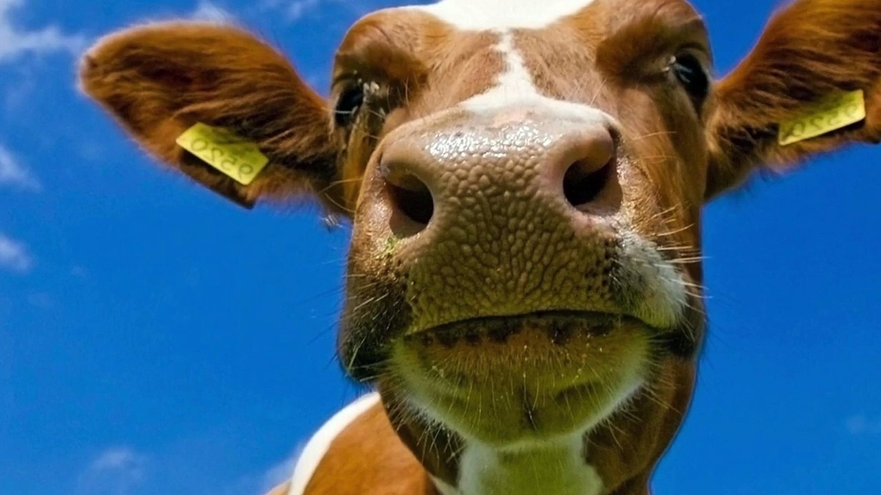 HOW TO BE ITALIAN • 20 Rules Italians never break