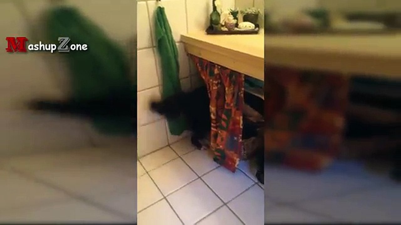 Bain chiens ne pas drôle juste juste m rire pas à Il Essayez tiens Compilation 2016