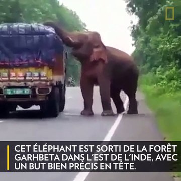 [Insolite] Quand un éléphant bloque la circulation pour manger des pommes de terre