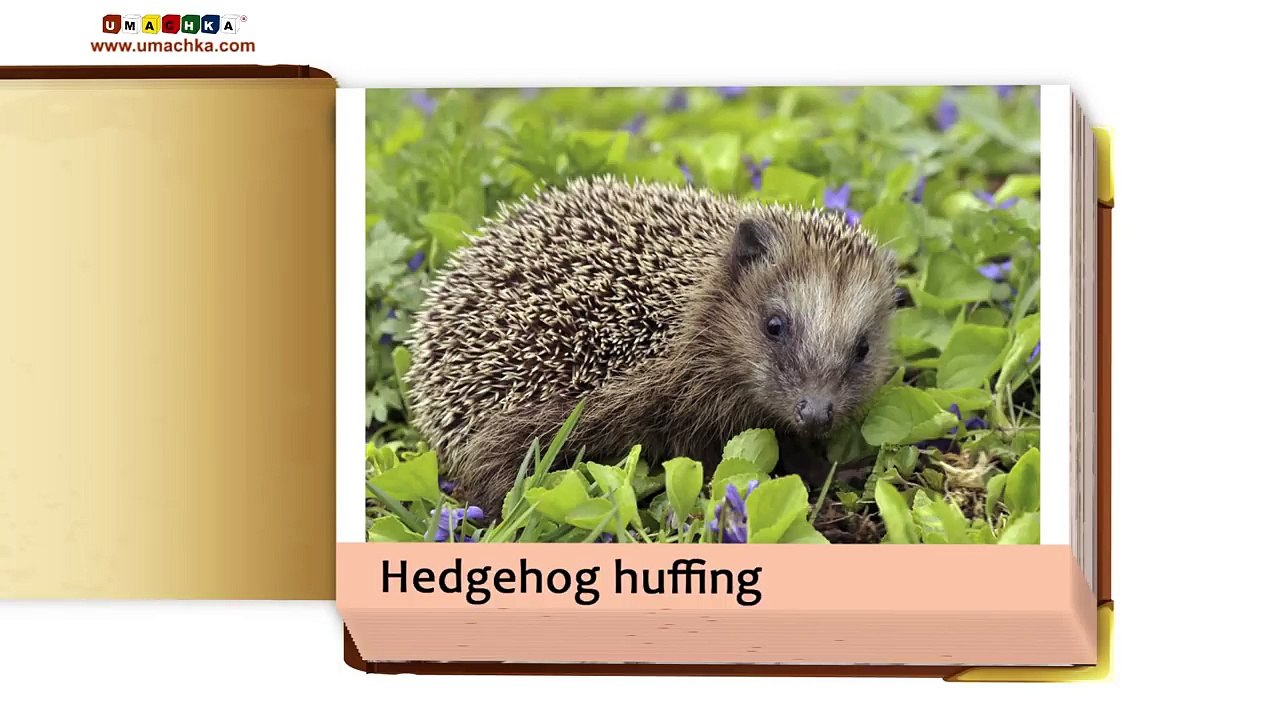 Childrens Early Learning: The Animal Sounds Part 2