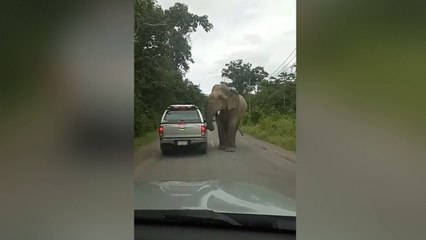 Video herunterladen: Elefante arranca el techo de este vehículo por las bravas