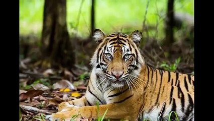 User Review of Pairs Index Pro Forex Indicator