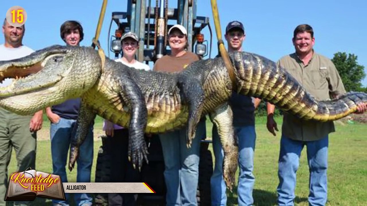 17 Largest Animals Ever Recorded