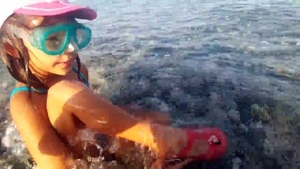 Denizde müthiş sualtı görüntüleri, Midye dağı deniz kestanesi balıklar