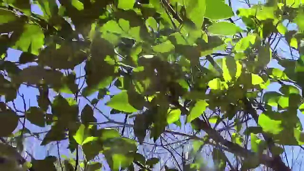 Dino Duels Ep. 4- Carnotaurus vs Allosaurus