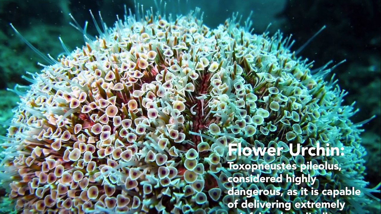 How to Catch and Eat Sea Urchins