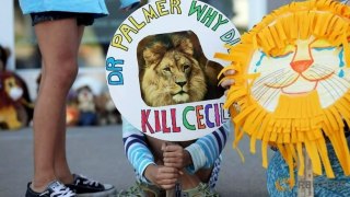 US dentist Walter Palmer who killed Zimbabwes Cecil the lion draws threats, protests