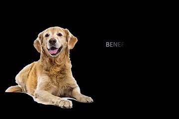 Benefits of Dog Vitamins