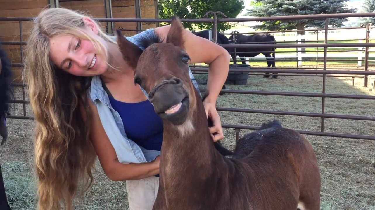 Horse Smiles While Being Pet