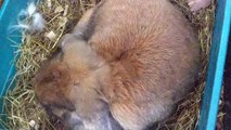 Holland Lop Bunny Giving Birth!
