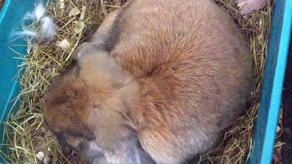Holland Lop Bunny Giving Birth!