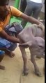 Con dê với gương mặt của quỷ…xuất hiện tại Ấn Độ khiến cả làng sợ hãi
