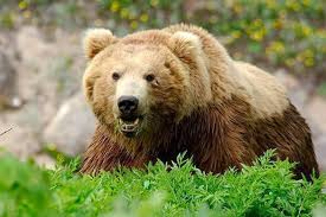 BBC Дикая природа России - Cибирь