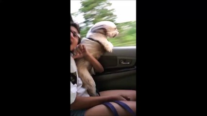 "Je suis une fusée...." Ce chien adorable sort la tête de la voiture