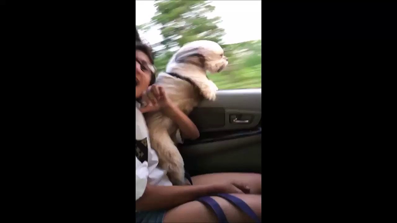 "Je suis une fusée...." Ce chien adorable sort la tête de la voiture