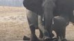 Cette maman éléphant vient sauver son petit coincé dans une gouttière en béton