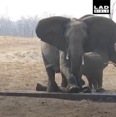 Download Video: Cette maman éléphant vient sauver son petit coincé dans une gouttière en béton