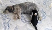 Köpek, kedi yavrusunu emziriyor