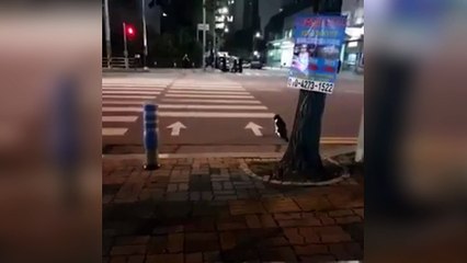 Ce chat est vraiment très discipliné !