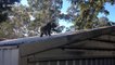 Hilarious koala jump fail