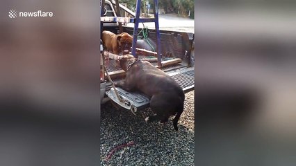 Chubby bulldog gets stuck after leaping into pick up truck