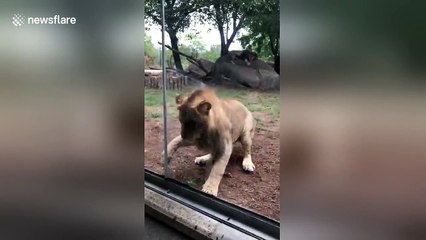 Lion tries to attack dog at zoo in Indianapolis