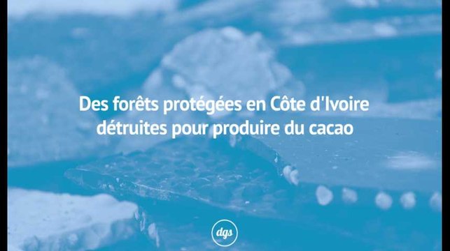 Des forêts protégées de Côte d'Ivoire détruites pour produire du cacao