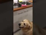 Clever Dog Hints He Would Like Leftover Taco