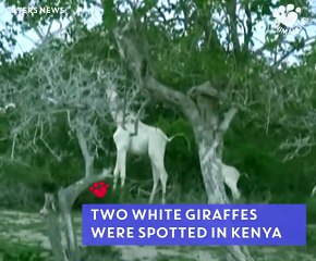 Girafe blanche (Kenya)