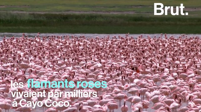Des milliers de flamants roses décimés par l'ouragan Irma