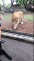 Attaque d'un Lion sur un chien au Zoo !!... OUPS la vitre.. !