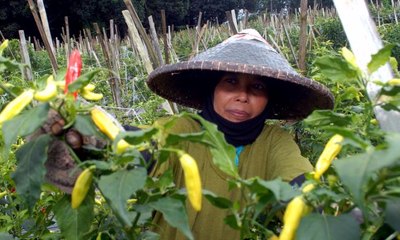 Di Sini, Kamu Bisa Petik Cabai Tanpa Bayar!