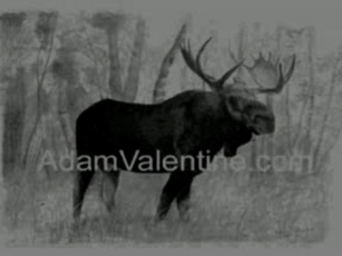 Wildlife drawing instructional DVD