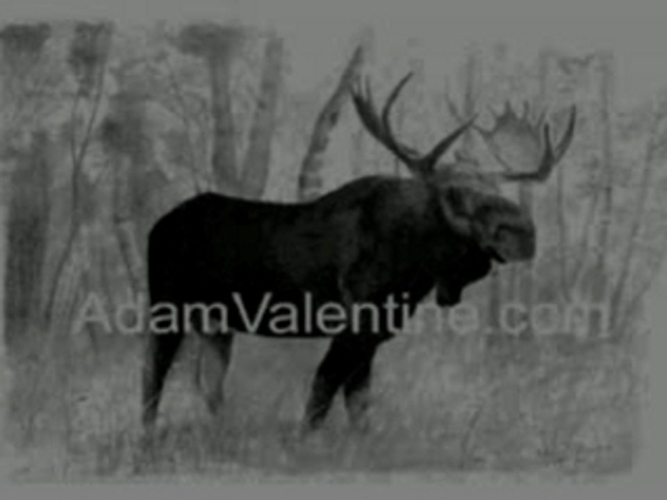 Wildlife drawing instructional DVD