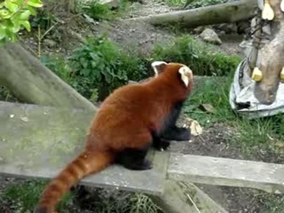 Red Panda