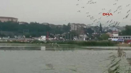 Kocaeli Flamingolar Sürüler Halinde Göle İndiler