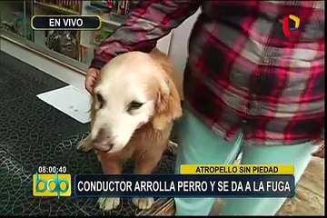 Barranco: chofer atropella a perro y se da a la fuga