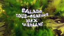 10/07/2017 Balade sous-marine aux Glénans