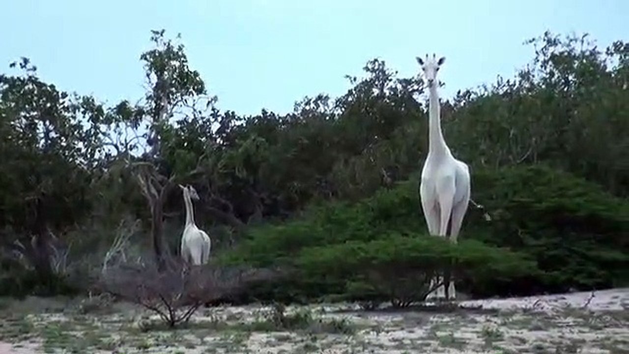 Un ranger filme une girafe blanche au nord du Kenya !