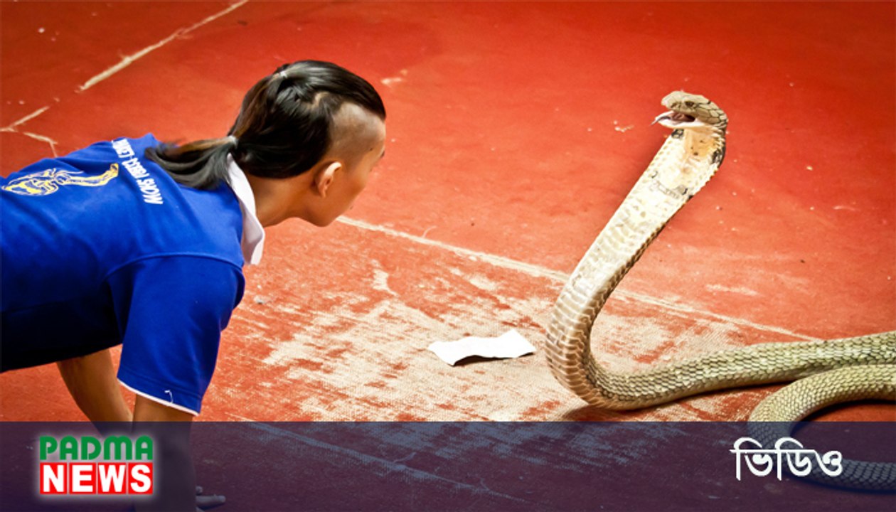থাইল্যান্ডের ভয়ঙ্কর সাপের খেলা (ভিডিও সহ)