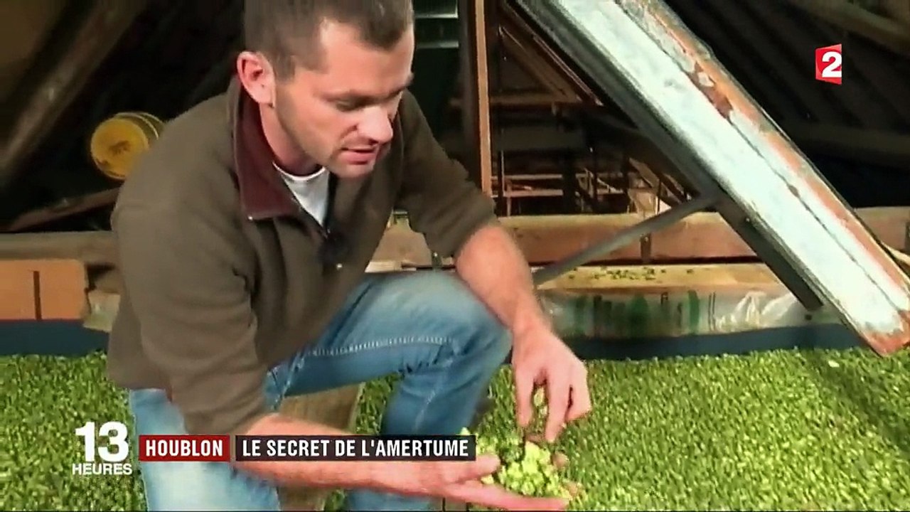 Houblon : le secret de l'amertume de la bière