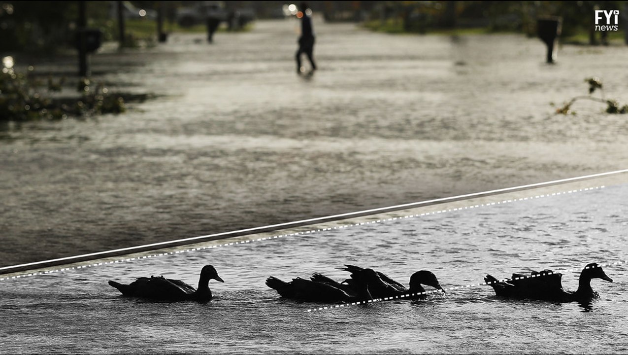 Animal Heroes Amid Disaster
