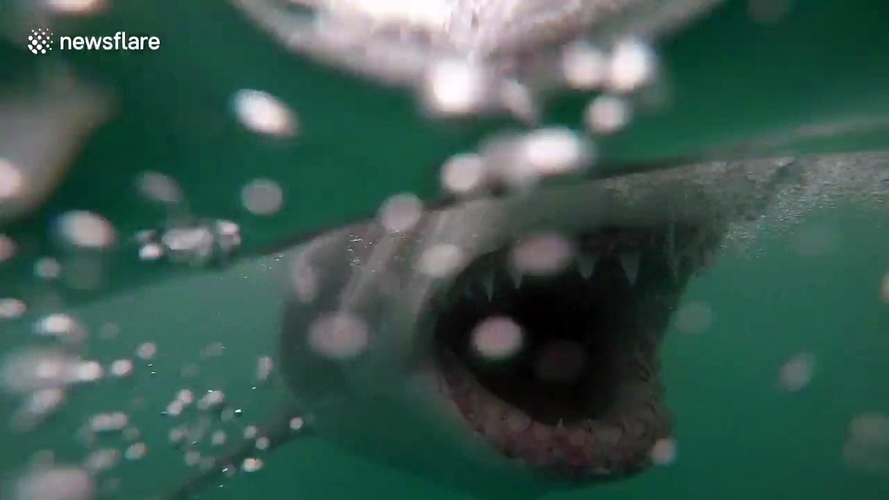 Ce requin ouvre sa gueule en grand pour mordre un appât derrière un bateau en Afrique du Sud... Impressionnant !