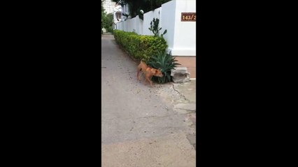 Une grille de jardin..? Pourquoi faire LOL