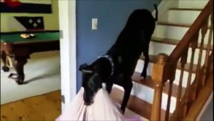 Скачать видео: Ce chien a besoin de son coussin pour bien dormir... Trop mignon