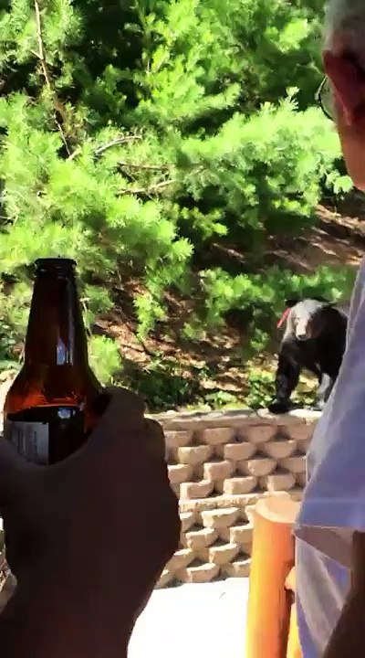 Ce gars risque sa vie face à un ours pour sauver son barbecue
