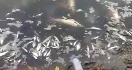 Sakarya Nehri'ndeki Gizemli Balık Ölümleri Korkuttu