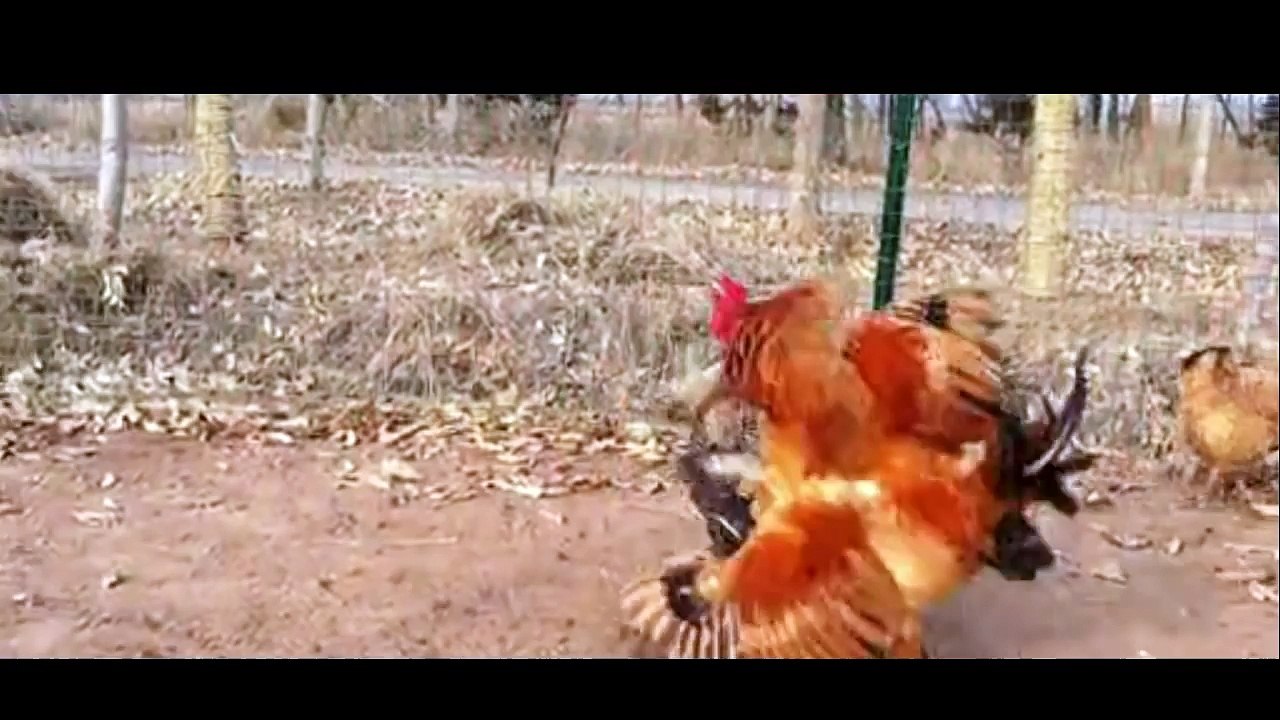 Cockfighting