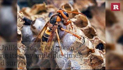 5 Things You Need To Know About Wasps | Rare Animals