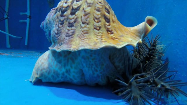 How breeding rare giant sea snails could save the Great Barrier Reef